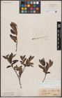 Foto von Salix aurita L. x Salix lapponum L.